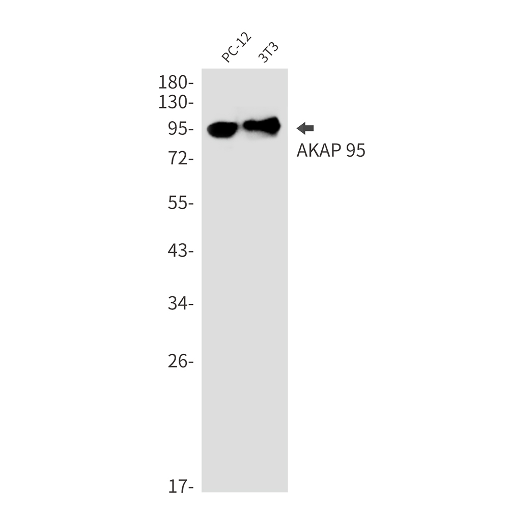 AKAP95 Rabbit mAb